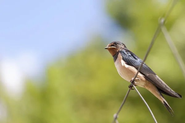 Swallow Hirundo Rustica Young Sit Fence — Stock Photo, Image