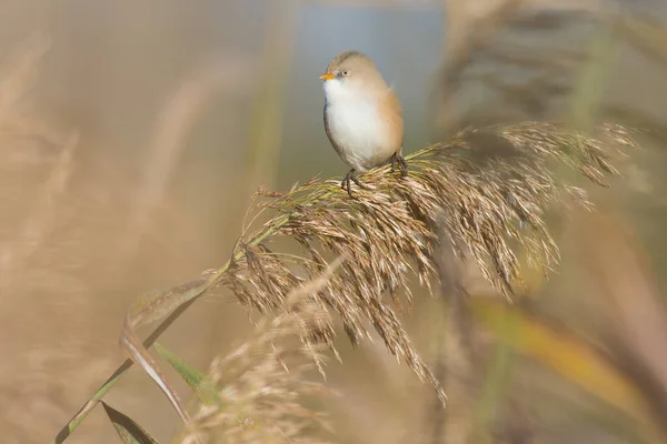 Skäggigt Bröst Panurus Biarmicus — Stockfoto