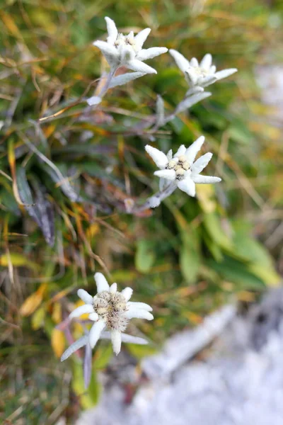 Verschillende Bloemen Selectieve Focus — Stockfoto