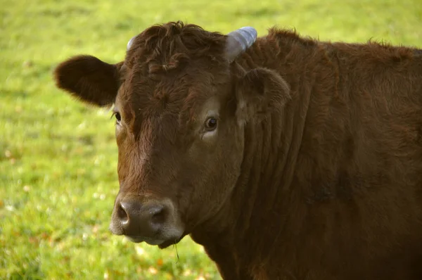 Kühe Auf Der Weide — Stockfoto