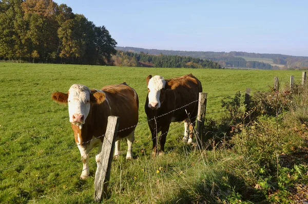 Krowy Łące — Zdjęcie stockowe