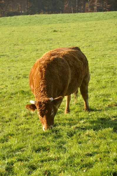 Vacas Prado —  Fotos de Stock