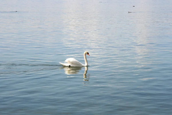 Cisne Jorobado Adulto Blanco Cygnus Olor Muestra Por Lado — Foto de Stock