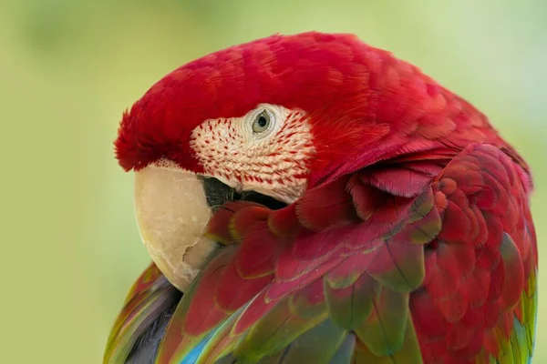 Κοντινή Άποψη Του Όμορφου Παπαγάλου Macaw — Φωτογραφία Αρχείου