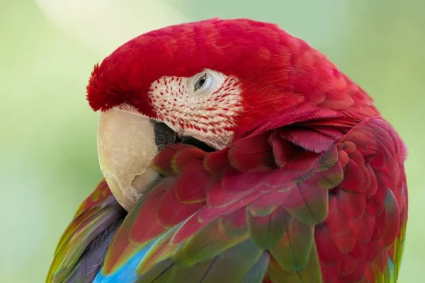Detailní Pohled Krásného Papouška Macaw — Stock fotografie
