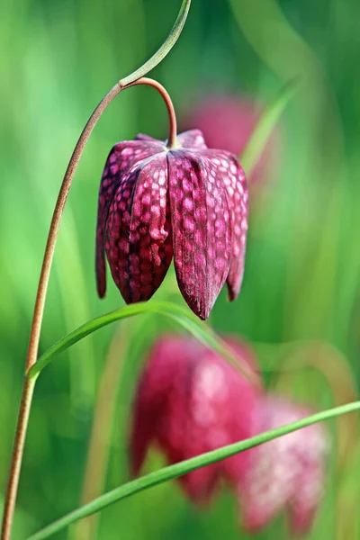 Schack Blomma Fritillaria Meleagris — Stockfoto