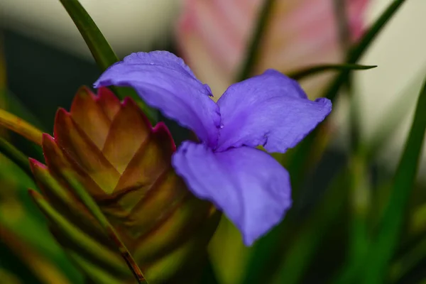紫花的凤尾鱼 — 图库照片