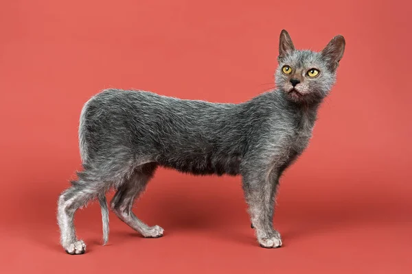 Werewolf Cat Lykoi Kitten Age Months — Stock Photo, Image