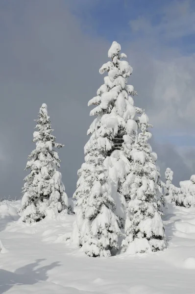 Bomen Winter Boom Winterbos Bos Sneeuw Diepe Sneeuw Landschap Batur — Stockfoto