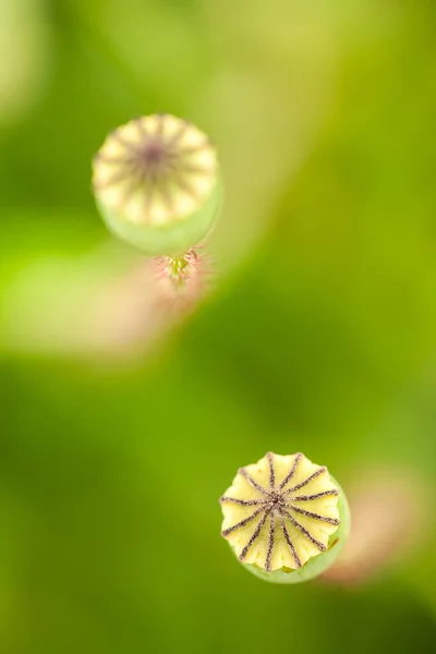 Närbild Blomma Växt — Stockfoto