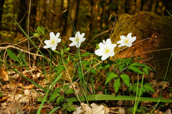 Petites Fleurs Blanches Floraison Précoce Sur Sol Forêt Les Grenouilles — Photo