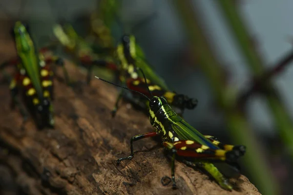 Horrores Coloridos Tronco Árvore — Fotografia de Stock