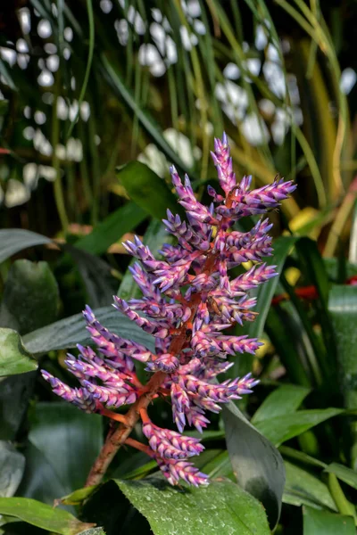 Colorful bromeliad family plant