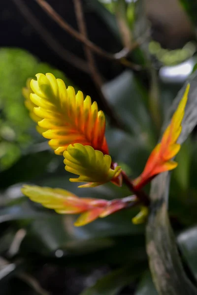 Bromeliadi Fiori Tropicali Flora — Foto Stock