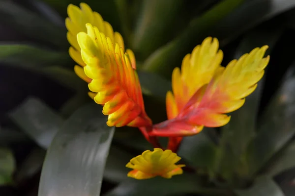 Bromeliadi Fiori Tropicali Flora — Foto Stock