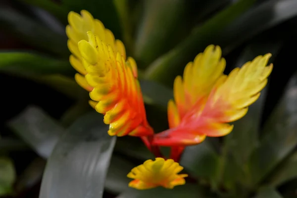 Bromeliadi Fiori Tropicali Flora — Foto Stock