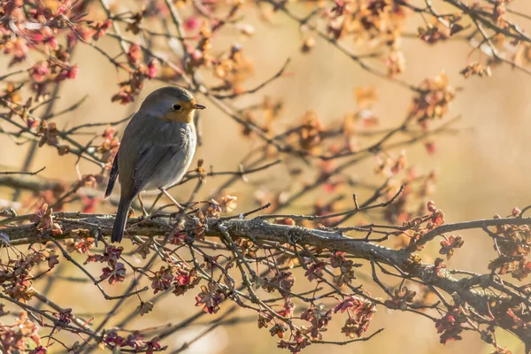 Gola Rossa Tra Rami Degli Alberi — Foto Stock