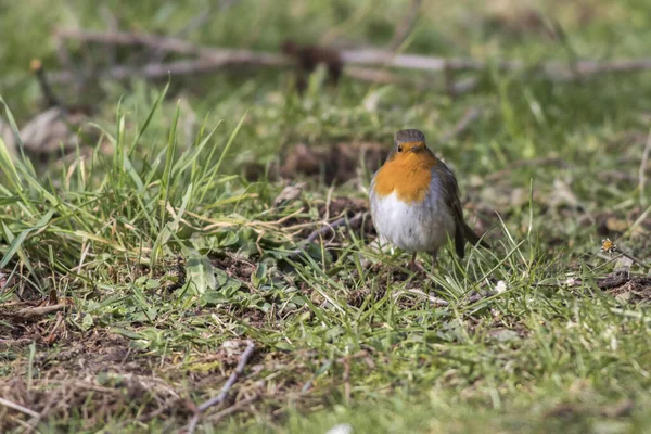 Redthroat Busca Comida Grama — Fotografia de Stock