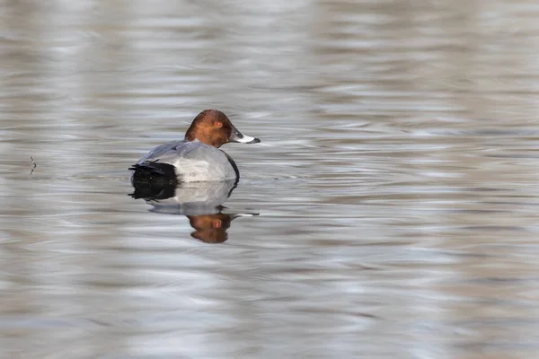 Bordsanka Vattnet — Stockfoto