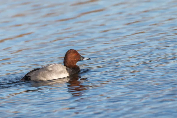 Canard Table Sur Eau — Photo