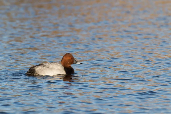 Pato Mesa Agua —  Fotos de Stock