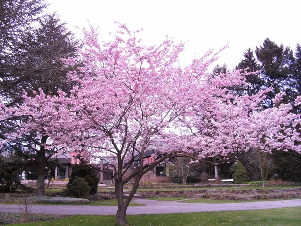 Eine Japanische Zierkirsche Voller Blüte — Stockfoto