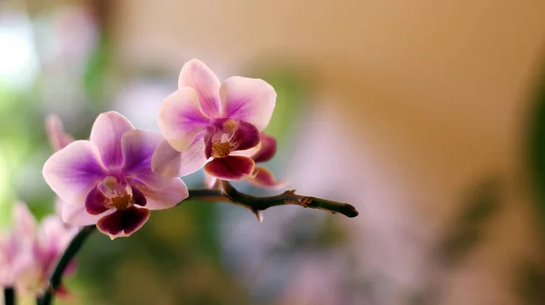 Ramo Uma Orquídea Tons Rosa — Fotografia de Stock