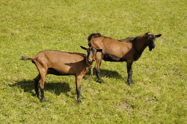 Geit Weiland Berggeit Bergweide Alm Almwiese Dier Nuttig Dier Almweide — Stockfoto