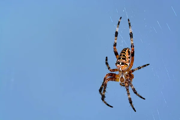 Kreuzspinne Gruseliges Spinneninsekt — Stockfoto