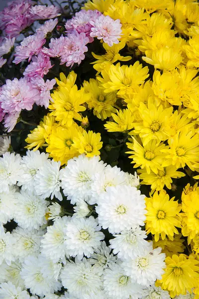 Crisântemos Rosa Branco Amarelo Como Decoração Festiva Para Várias Ocasiões — Fotografia de Stock