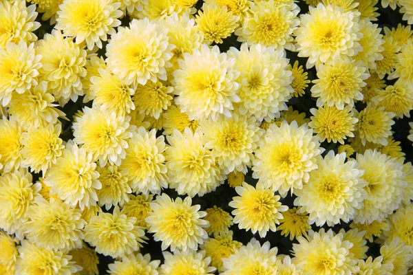 Yellow Chrysanthemums Festive Decoration Various Occasions — Stock Photo, Image