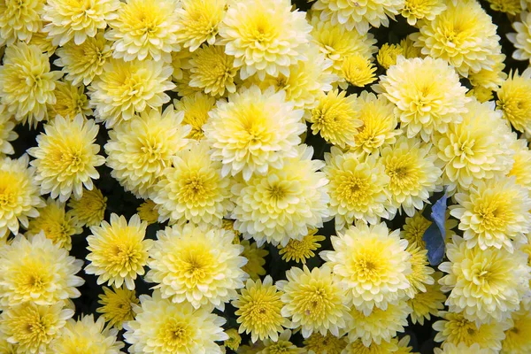 Жовті Хризантеми Святкові Прикраси Різних Випадків — стокове фото