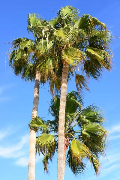 Palm Tree Fundo Espaço Cópia — Fotografia de Stock