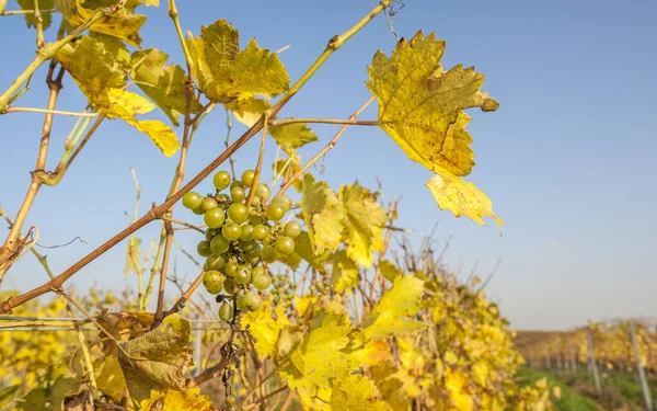 Last Grape Vineyard Autumn — Stock Photo, Image