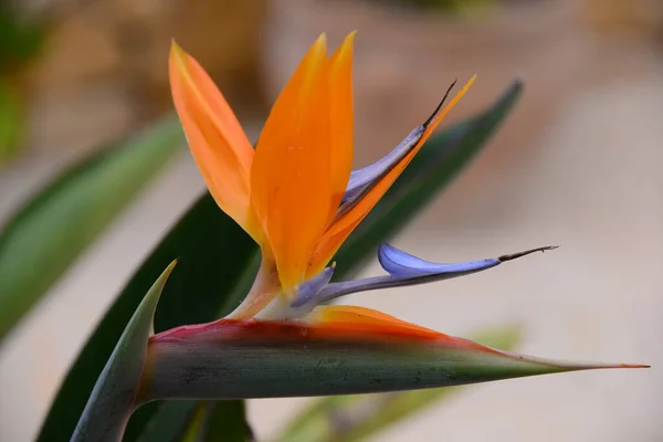 Τροπικό Λουλούδι Στρελίζι Πορτοκάλι Πουλί Του Παραδείσου Λουλούδι — Φωτογραφία Αρχείου