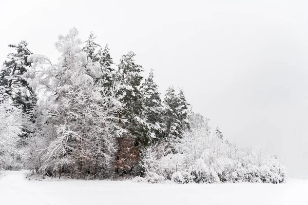 Winter Forest Snow Covered Trees — Stock Photo, Image