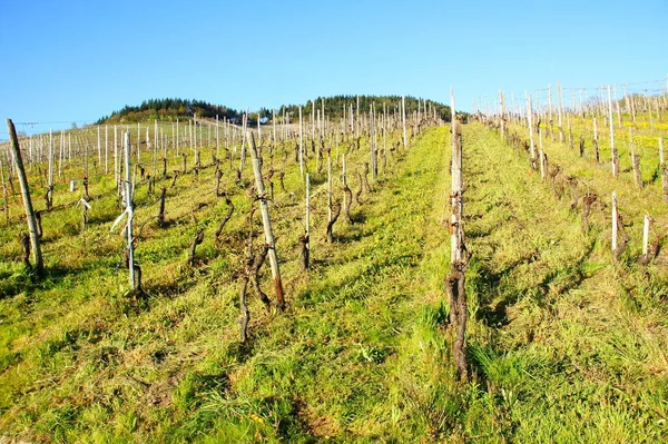 Con Erba Tarassaco Invaso Vigna Ancora Nuda Primavera Enkirch Sulla — Foto Stock