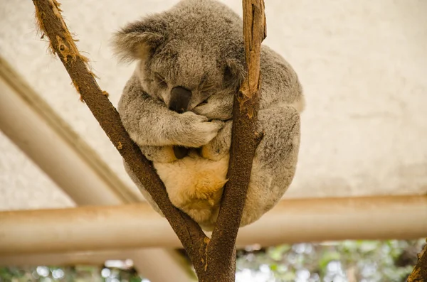 Dormir Koala Tronco Árbol Lone Pine Koala Sanctuary Brisbane Australia — Foto de Stock