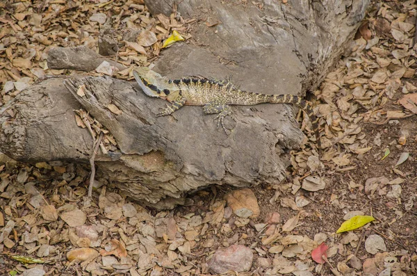 Lagarto Australiano Deleita Tronco Árbol — Foto de Stock