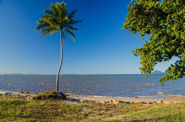 Kókuszpálma Cardwell Strandon Queenslandben Ausztráliában — Stock Fotó