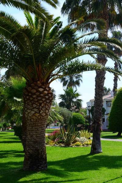 Hojas Palma España Espacio Para Copiar — Foto de Stock