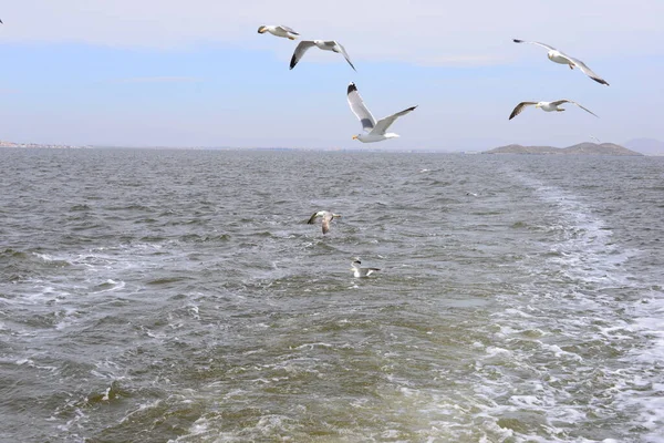 Mouettes Mouettes Sur Mer Méditerranée Espagne — Photo