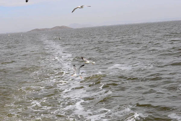 Seagulls Mediterranean Sea Spain — Stock Photo, Image