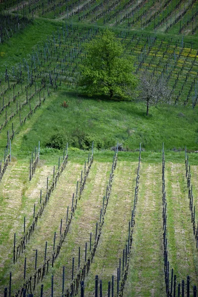 バーデン ヴュルテンベルク州 ドイツ ワイン栽培 ブドウ畑 ブドウ畑 ブドウ畑 シュタウフェン — ストック写真