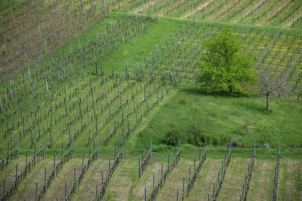 Baden Wuerttemberg Germany Wine Growing Vineyards Bathing Landscape Vineyard Vines — стоковое фото