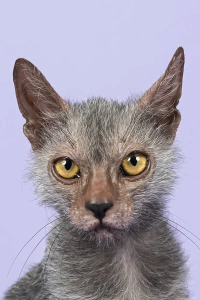 Werewolf Cat Lykoi Cat Felis Silvestris Catus Gatinho Idade Meses — Fotografia de Stock