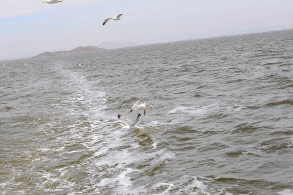 Gaviotas Mar Mediterráneo España — Foto de Stock