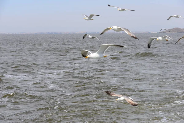 スペインの地中海に住むカモメは — ストック写真