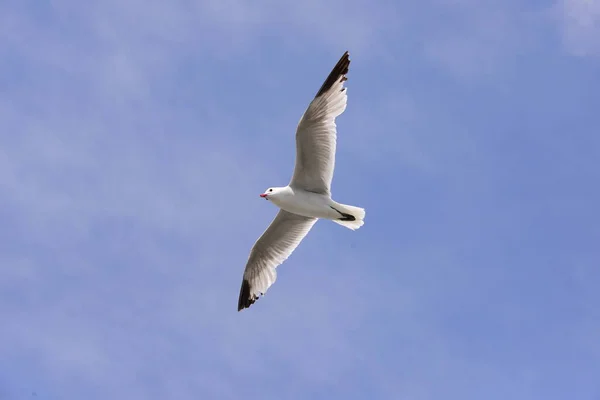 Gaivotas Mar Mediterrâneo Espanha — Fotografia de Stock