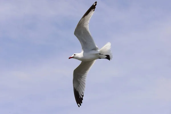 Fiskmåsar Vid Medelhavet Spanien — Stockfoto